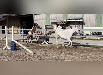 Fler ponnyer/små hästar Blandning, Sto, Föl (04/2023), 142 cm, Kan vara vit