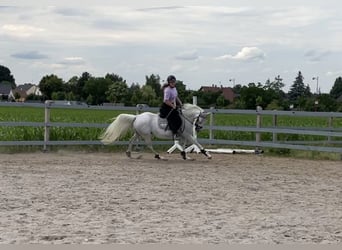 Fler ponnyer/små hästar Blandning, Sto, Föl (04/2023), 142 cm, Kan vara vit