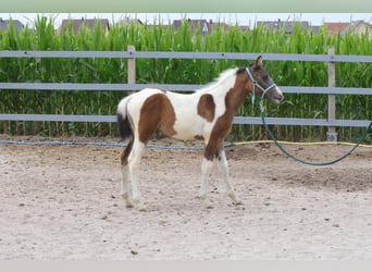 Fler ponnyer/små hästar Blandning, Sto, Föl (04/2023), 142 cm, Kan vara vit