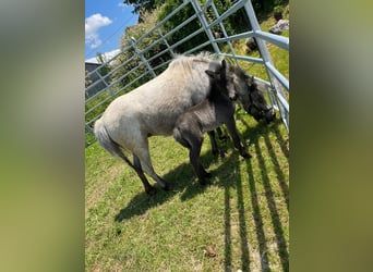 Fler ponnyer/små hästar, Sto, Föl (06/2023), 90 cm, Grå-mörk-brun