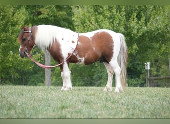 Fler ponnyer/små hästar, Valack, 10 år, 102 cm, Pinto