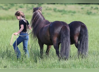 Fler ponnyer/små hästar, Valack, 10 år, 104 cm, Svart