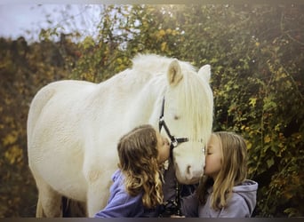 Fler ponnyer/små hästar, Valack, 10 år, 114 cm, Cremello