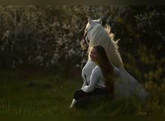 Fler ponnyer/små hästar, Valack, 10 år, 114 cm, Cremello