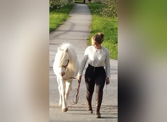 Fler ponnyer/små hästar, Valack, 10 år, 114 cm, Cremello