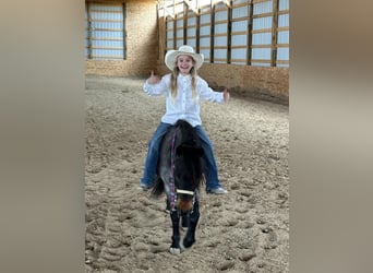 Fler ponnyer/små hästar, Valack, 10 år, 122 cm, Konstantskimmel