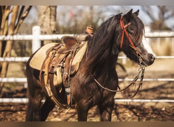 Fler ponnyer/små hästar, Valack, 10 år, 122 cm, Svart
