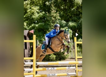 Fler ponnyer/små hästar, Valack, 10 år, 140 cm, Gulbrun