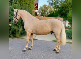 Fler ponnyer/små hästar Blandning, Valack, 10 år, 140 cm, Palomino