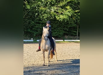 Fler ponnyer/små hästar Blandning, Valack, 10 år, 140 cm, Palomino