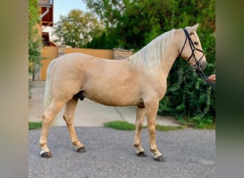 Fler ponnyer/små hästar Blandning, Valack, 10 år, 140 cm, Palomino