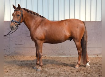 Fler ponnyer/små hästar, Valack, 10 år, 144 cm, fux