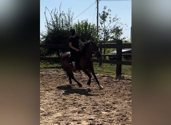 Fler ponnyer/små hästar Blandning, Valack, 10 år, 150 cm, Brun