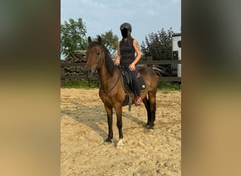 Fler ponnyer/små hästar Blandning, Valack, 10 år, 150 cm, Brun