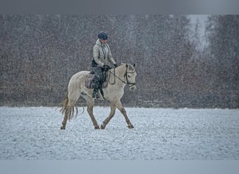 Fler ponnyer/små hästar, Valack, 10 år, 152 cm, Grå
