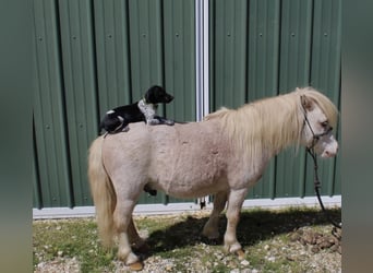 Fler ponnyer/små hästar, Valack, 10 år, 84 cm, Rödskimmel