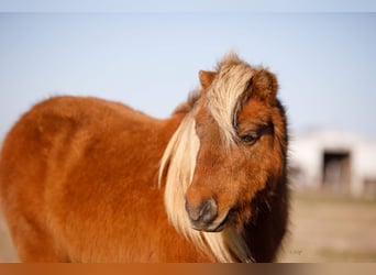 Fler ponnyer/små hästar, Valack, 10 år, 89 cm, Brun