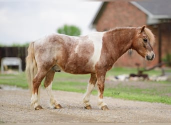 Fler ponnyer/små hästar, Valack, 10 år, 97 cm
