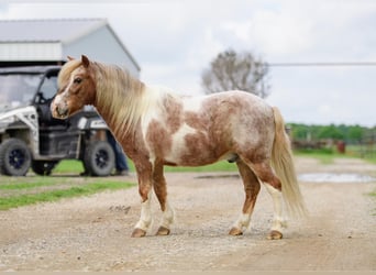 Fler ponnyer/små hästar, Valack, 10 år, 97 cm