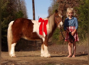 Fler ponnyer/små hästar, Valack, 10 år, 97 cm, Fux