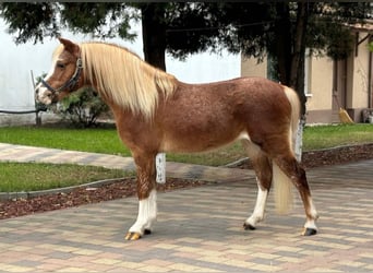 Fler ponnyer/små hästar, Valack, 11 år, 120 cm, fux