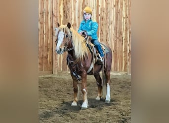 Fler ponnyer/små hästar, Valack, 11 år, 124 cm, Fux