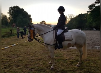 Fler ponnyer/små hästar, Valack, 11 år, 144 cm, Pinto