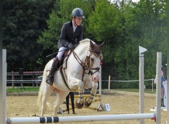 Fler ponnyer/små hästar, Valack, 11 år, 144 cm, Pinto