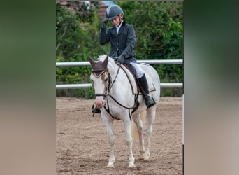 Fler ponnyer/små hästar, Valack, 11 år, 144 cm, Pinto