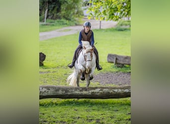 Fler ponnyer/små hästar, Valack, 11 år, 144 cm, Pinto