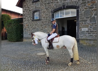 Fler ponnyer/små hästar, Valack, 11 år, 144 cm, Pinto