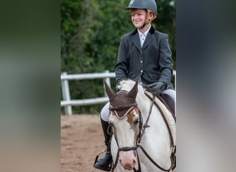 Fler ponnyer/små hästar, Valack, 11 år, 144 cm, Pinto