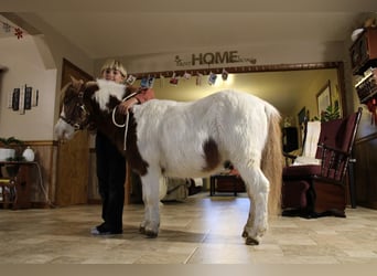 Fler ponnyer/små hästar, Valack, 11 år, 91 cm, Pinto