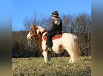 Fler ponnyer/små hästar, Valack, 11 år, 91 cm, Pinto