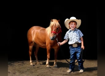 Fler ponnyer/små hästar, Valack, 11 år, 97 cm, Fux med ål