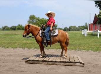 Fler ponnyer/små hästar, Valack, 11 år, 97 cm, Fux med ål