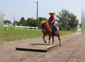 Fler ponnyer/små hästar, Valack, 11 år, 97 cm, Fux med ål