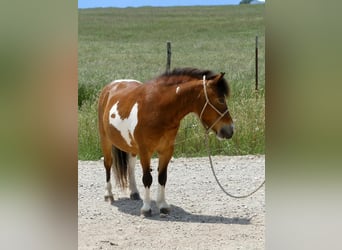 Fler ponnyer/små hästar, Valack, 11 år, 97 cm, Pinto