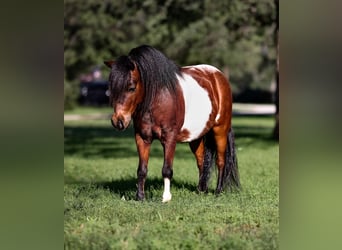 Fler ponnyer/små hästar, Valack, 11 år, 98 cm, Brun