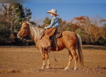 Fler ponnyer/små hästar, Valack, 12 år, 124 cm, Palomino