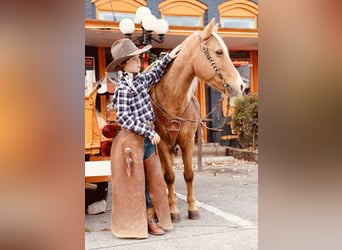 Fler ponnyer/små hästar, Valack, 12 år, 124 cm, Palomino