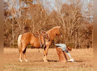 Fler ponnyer/små hästar, Valack, 12 år, 124 cm, Palomino