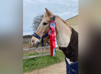 Fler ponnyer/små hästar, Valack, 12 år, 147 cm