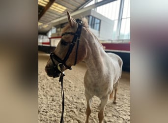 Fler ponnyer/små hästar, Valack, 12 år, 147 cm