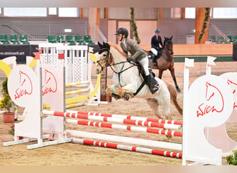 Fler ponnyer/små hästar, Valack, 12 år, 147 cm