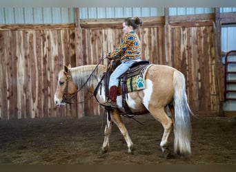 Fler ponnyer/små hästar, Valack, 12 år, Palomino