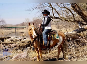 Fler ponnyer/små hästar, Valack, 12 år, Palomino