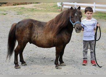 Fler ponnyer/små hästar, Valack, 13 år, 102 cm, Brun