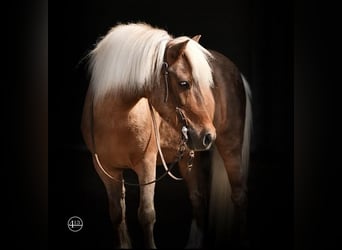 Fler ponnyer/små hästar, Valack, 13 år, 102 cm, Palomino