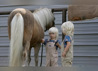 Fler ponnyer/små hästar, Valack, 13 år, 102 cm, Palomino